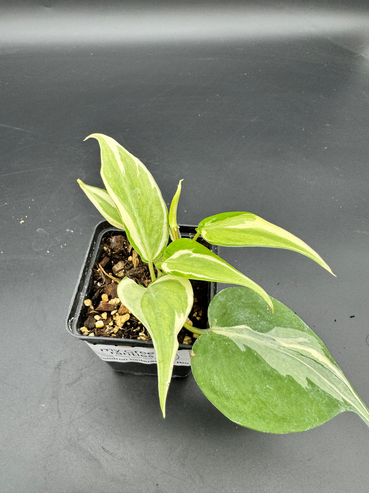 Philodendron hederaceum Rio