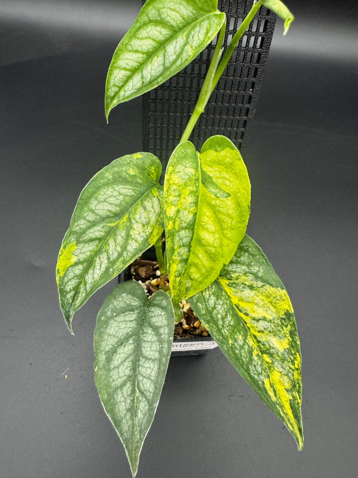 Monstera siltepecana Aurea variegata