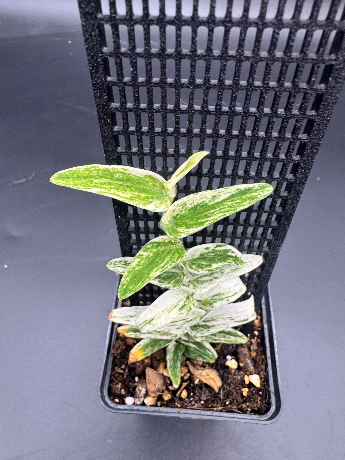 Rhaphidophora Tenuis Silver white Marble variegata