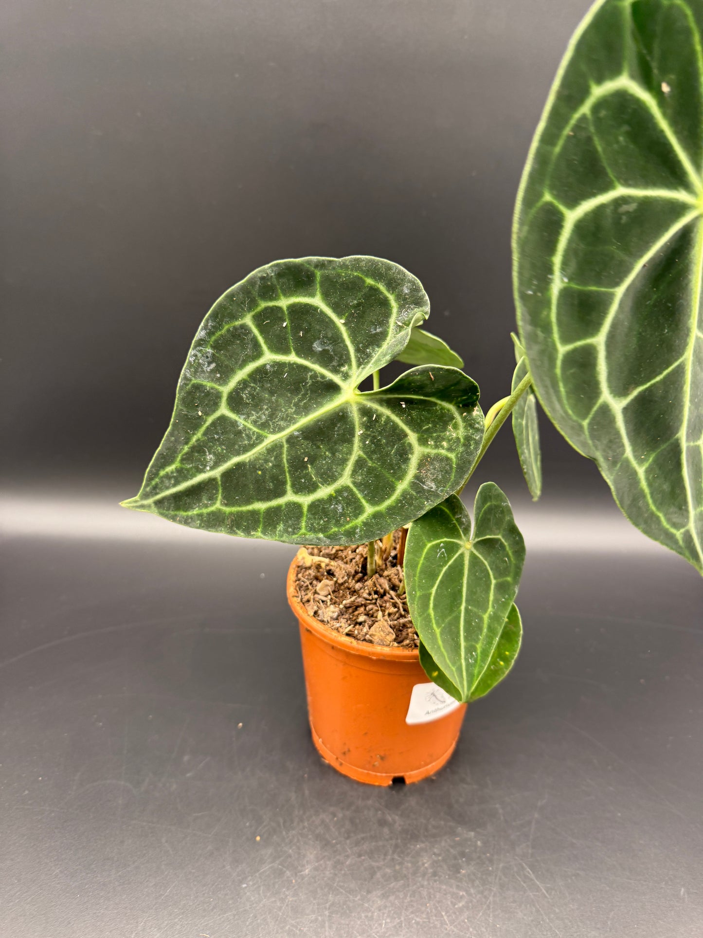 Anthurium clarinervium