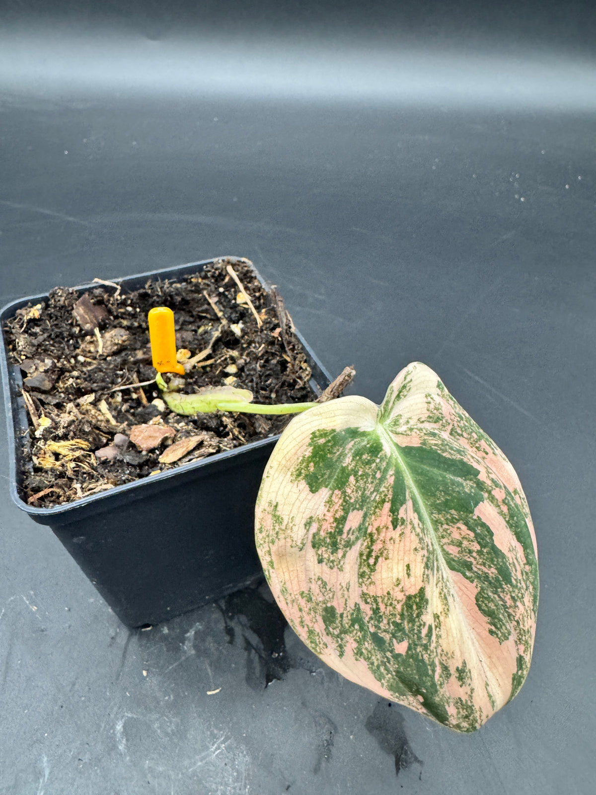 Philodendron melanochrysum orange/pink variegata