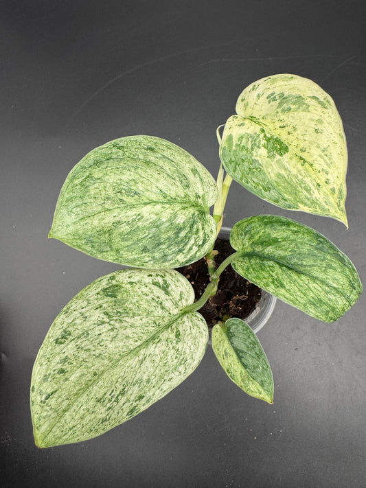 Scindapsus Silver Splash variegata