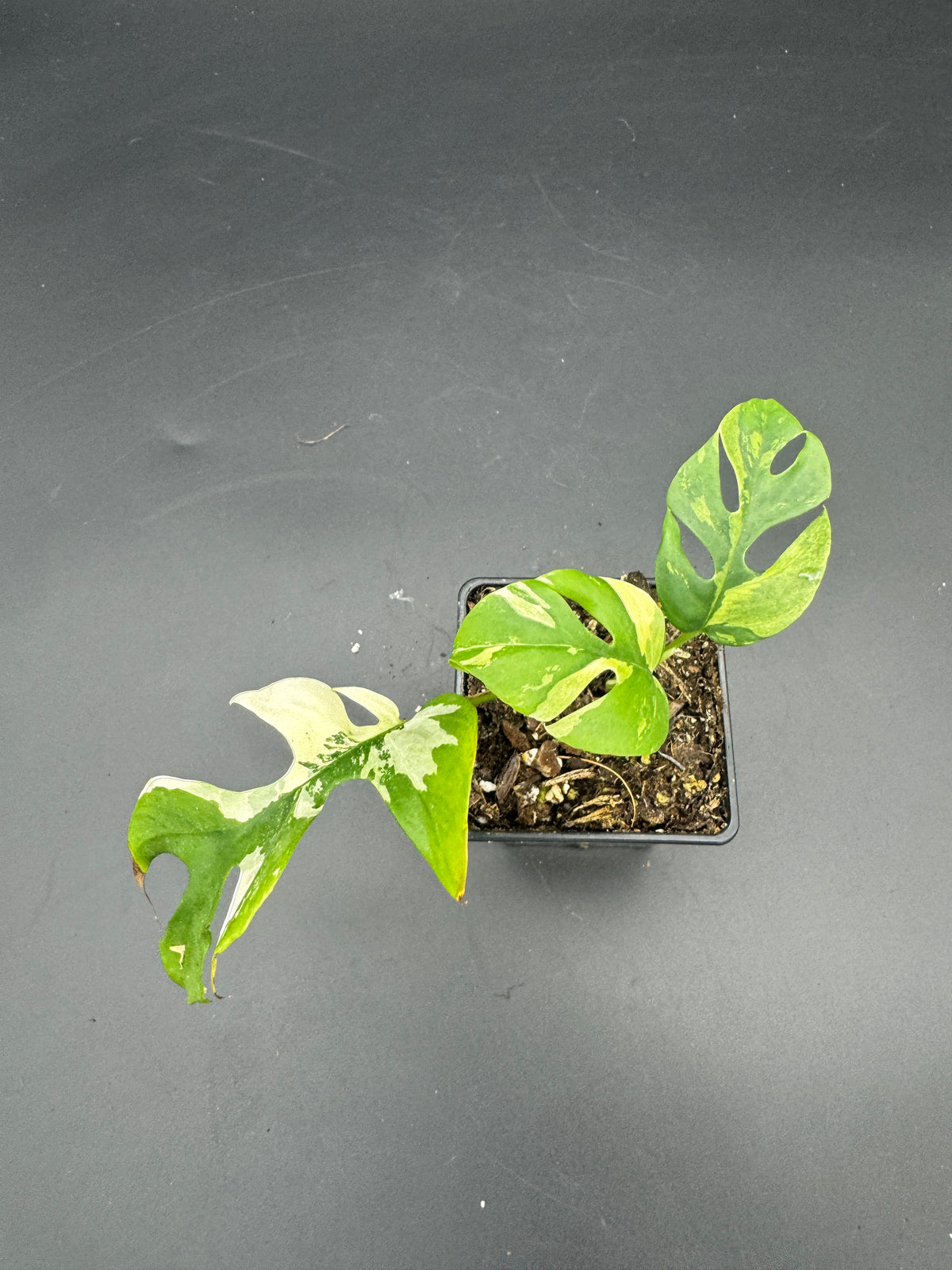Rhaphidophora tetrasperma variegata