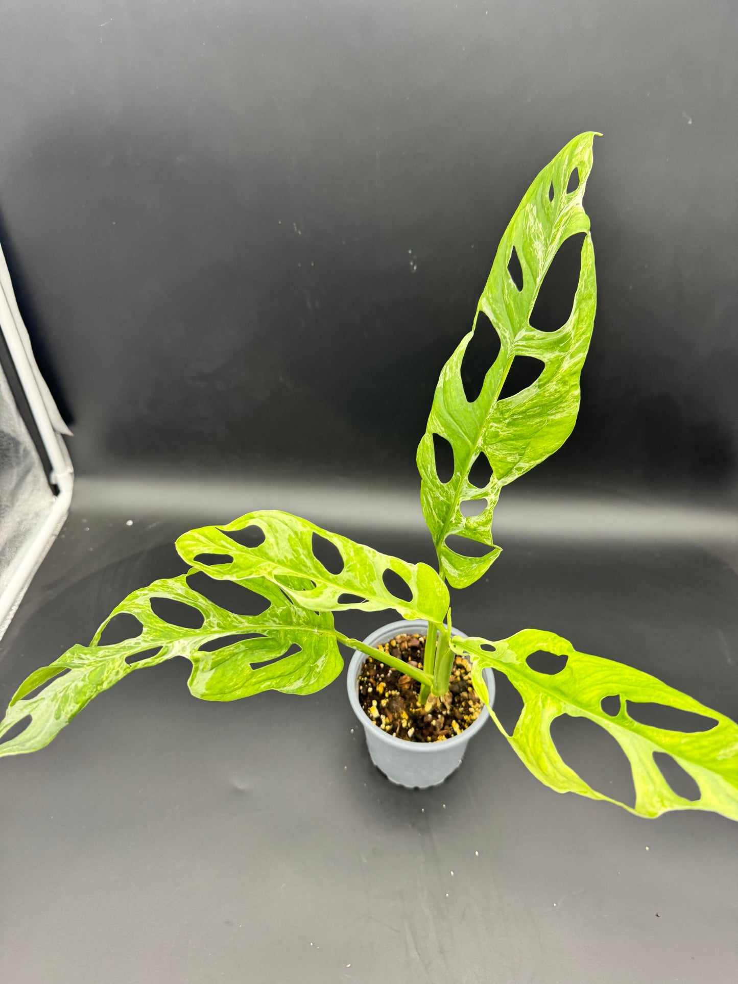 Monstera Adansonii Indonesian Marble