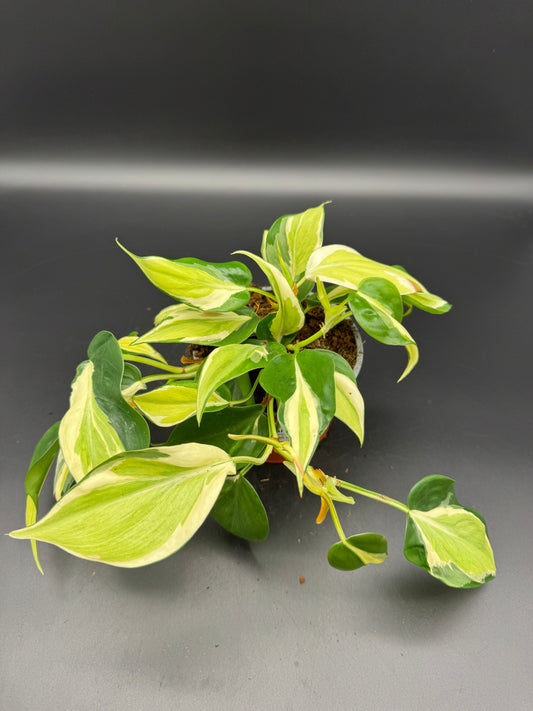 Philodendron Cream Splash