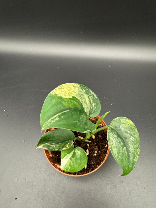 Scindapsus Jade Satin variegata