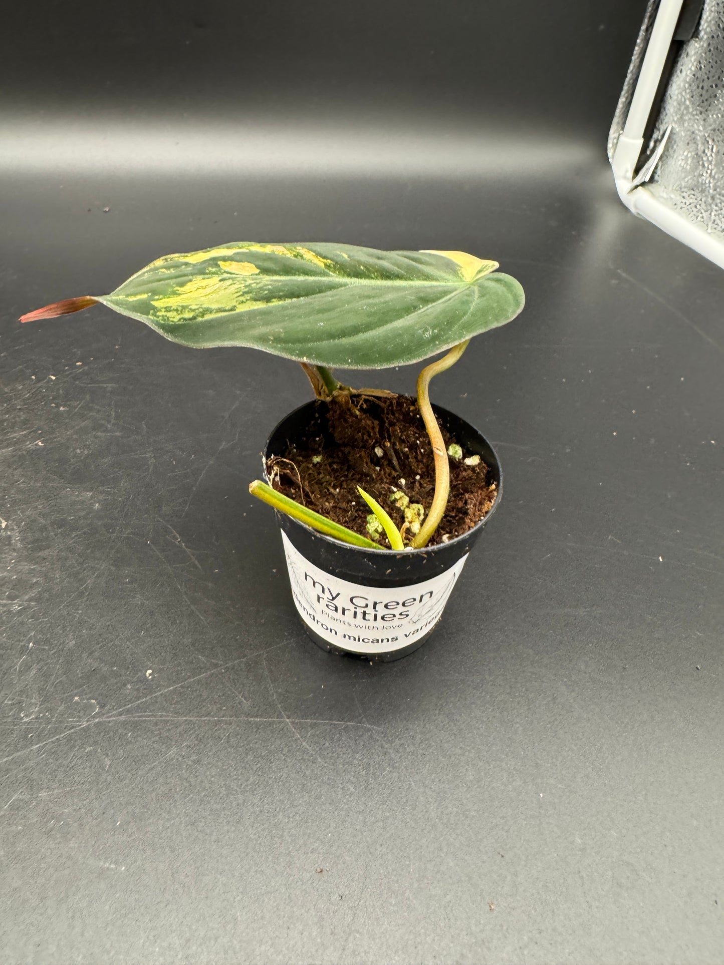 Philodendron micans variegata