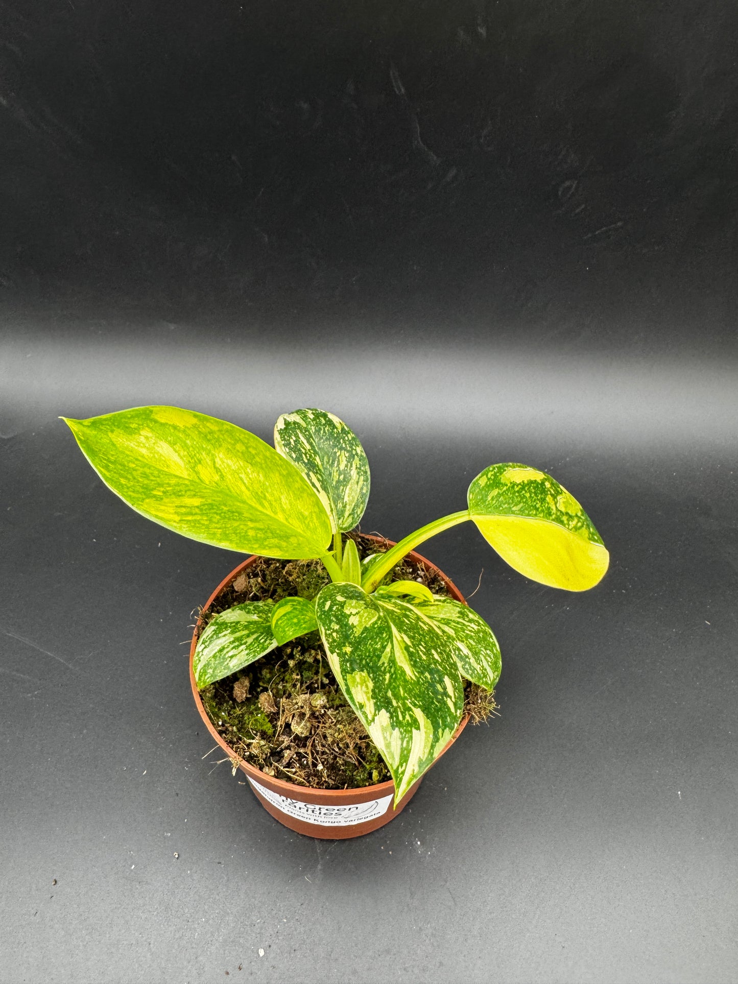 Philodendron Green Kongo variegata