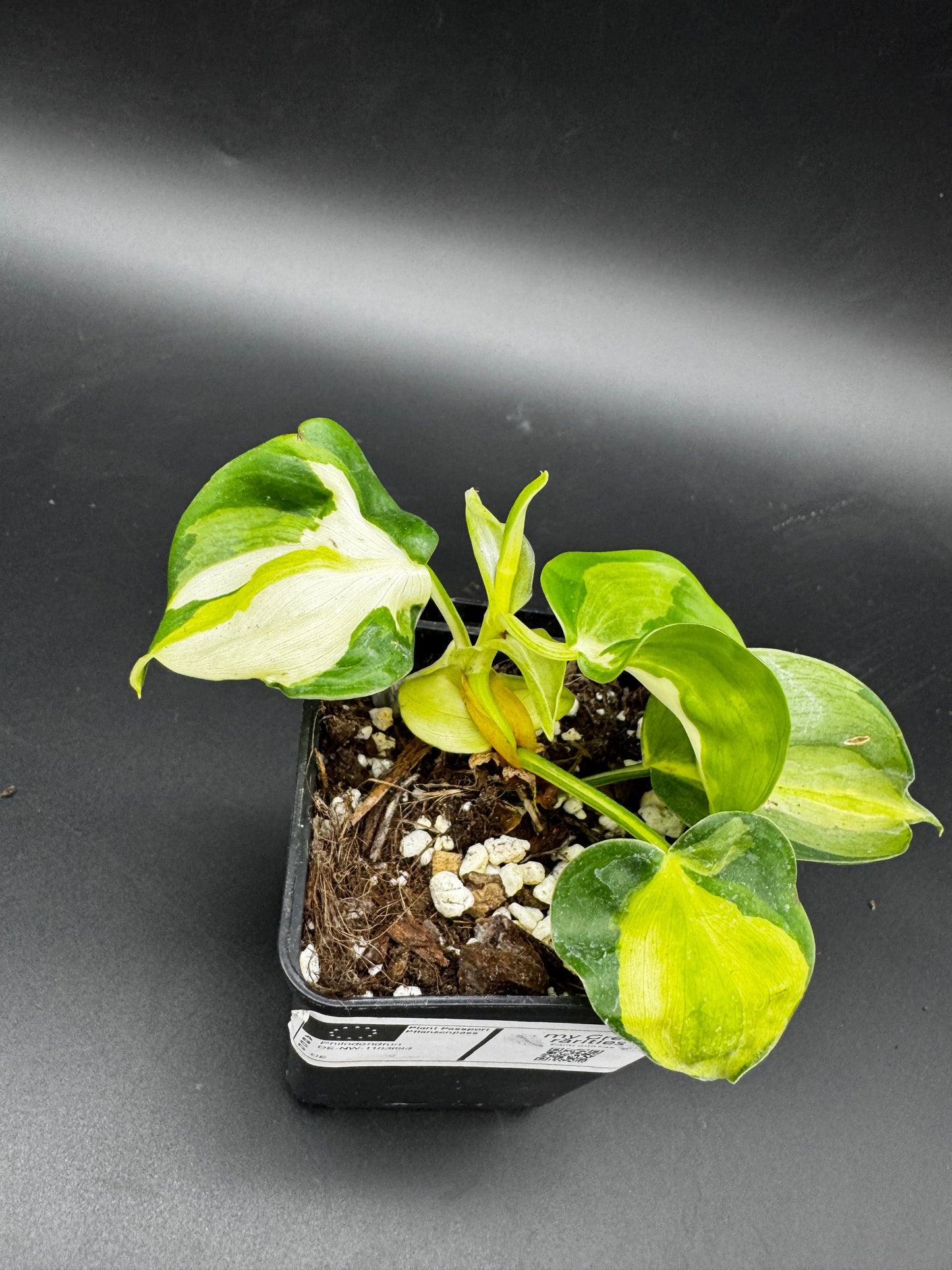 Philodendron cream Splash