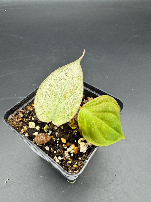 Philodendron micans pink marble variegata