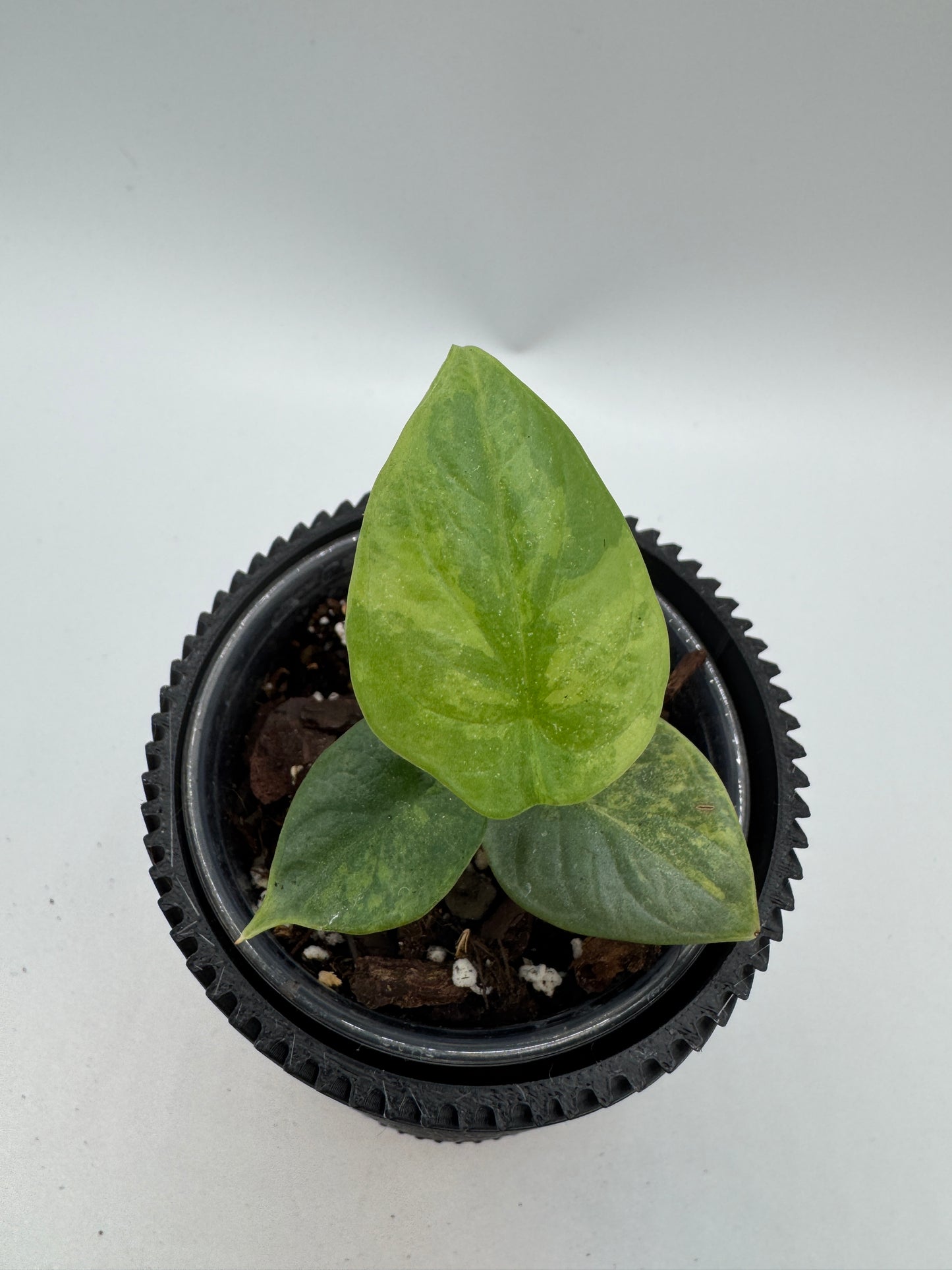 Alocasia Silver Dragon