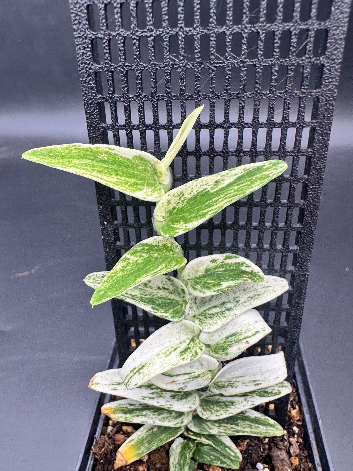 Rhaphidophora Tenuis Silver white Marble variegata