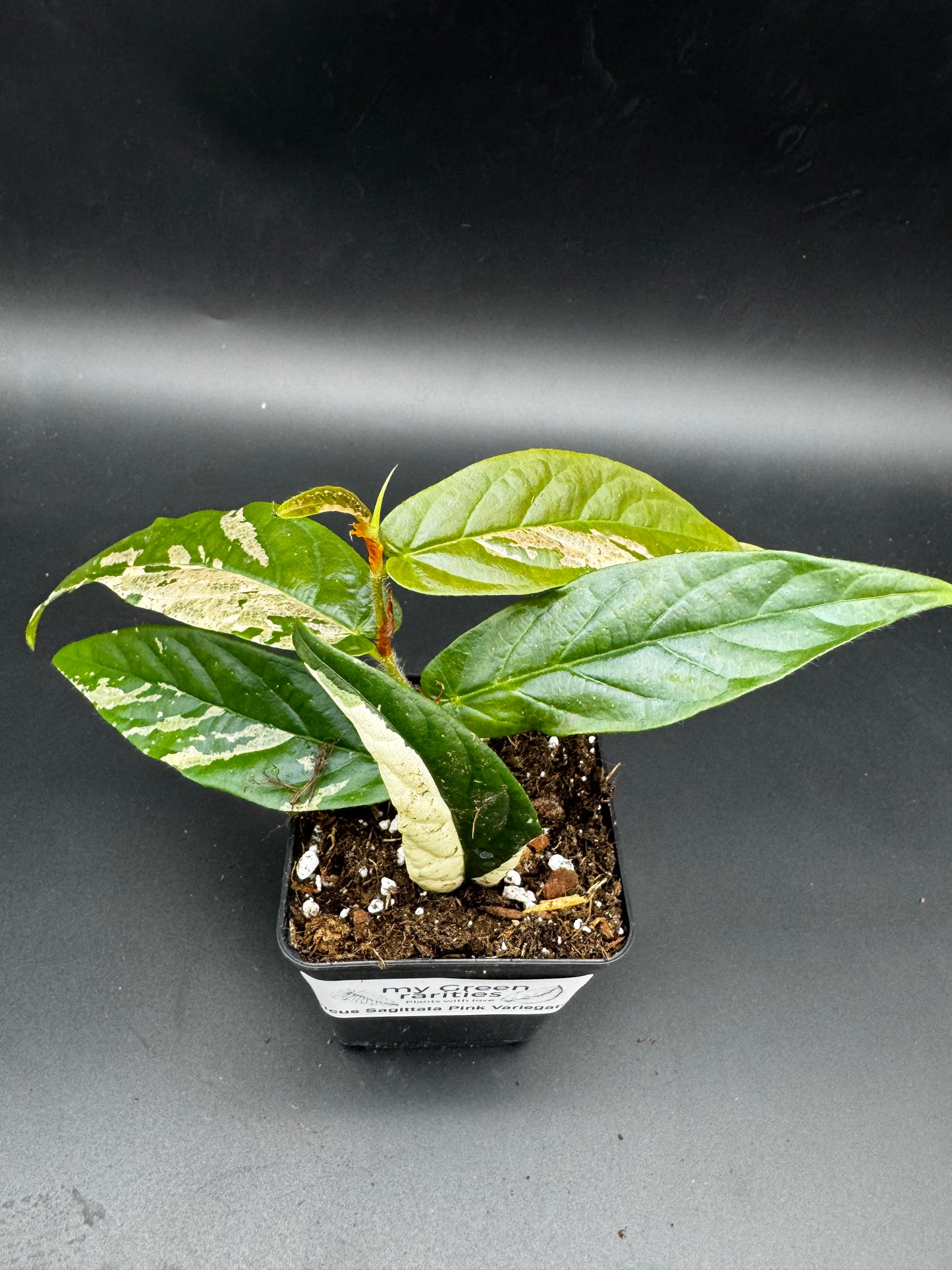 Ficus Sagittata Pink Variegata