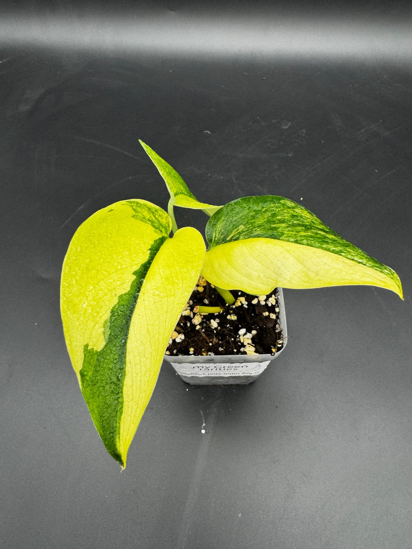 Scindapsus Jade Satin Aurea