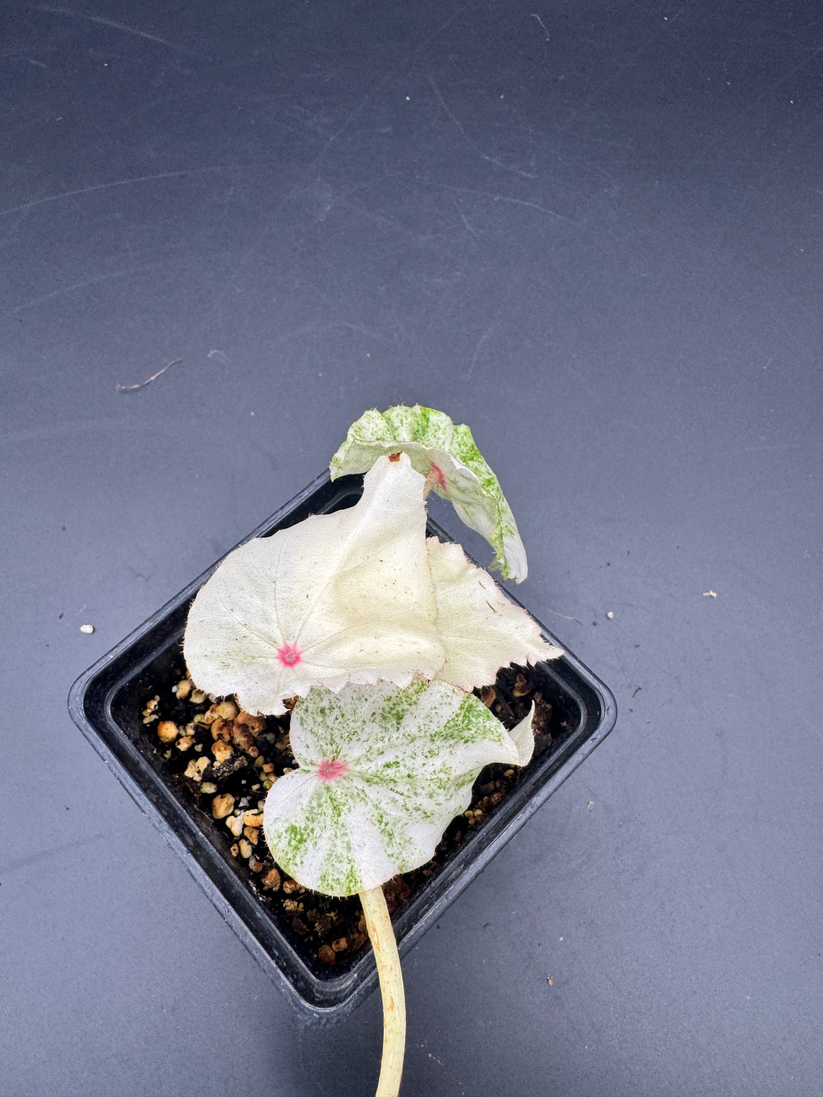 Begonia Rouge variegata