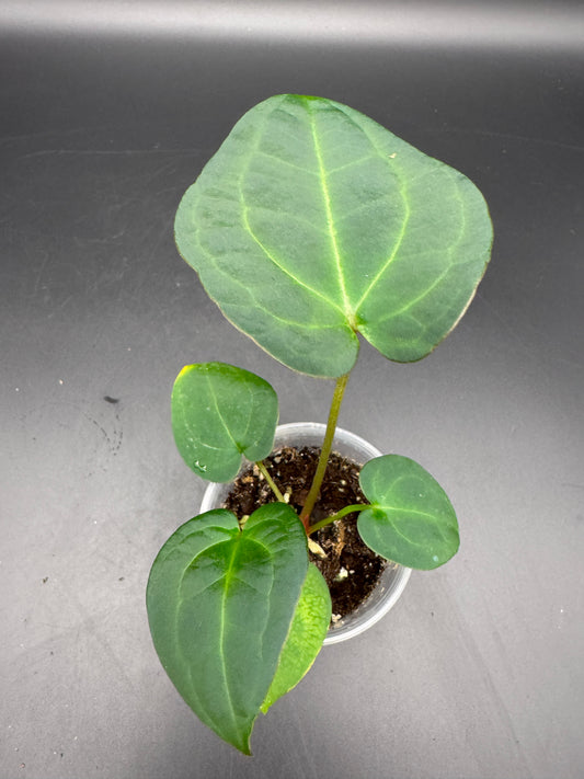 AoS dfxPapi 'IL' X AoS dfxgf