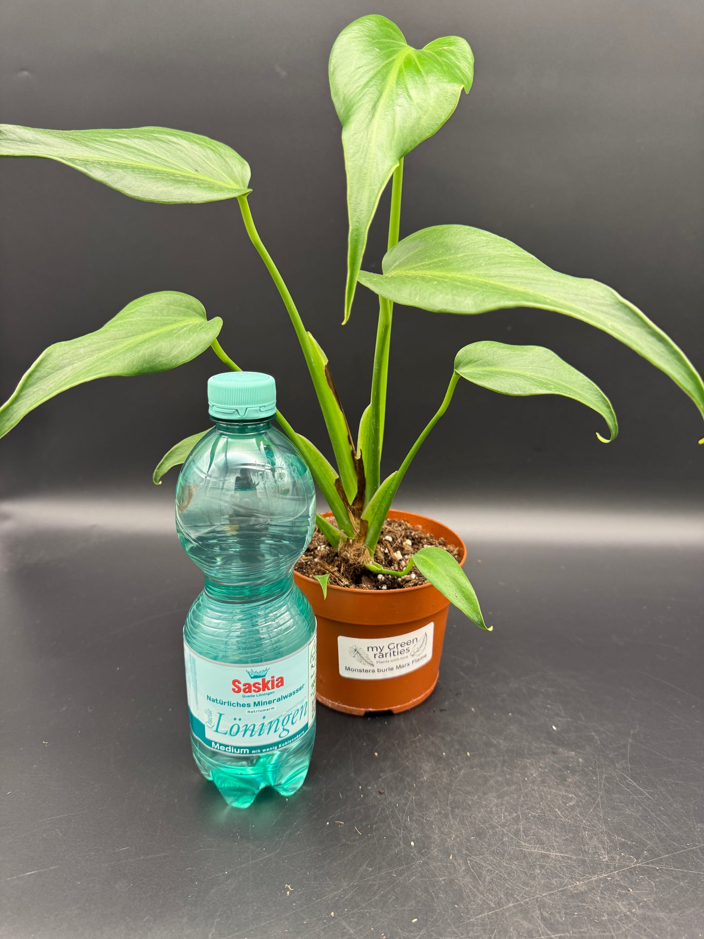 Monstera burle marx Flame