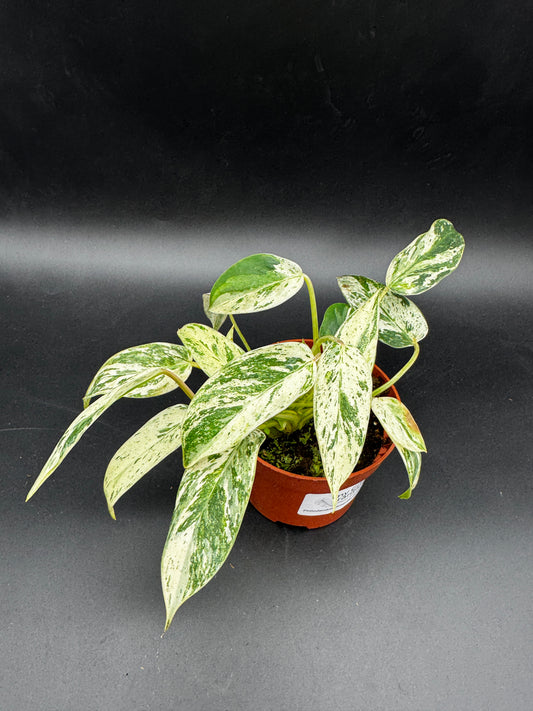 Philodendron Emerald Queen Variegata