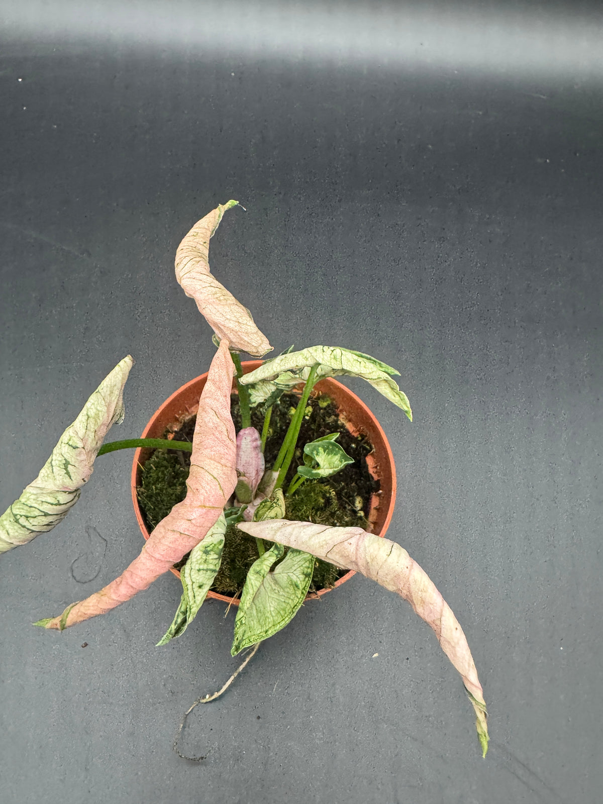 Syngonium pink rolli