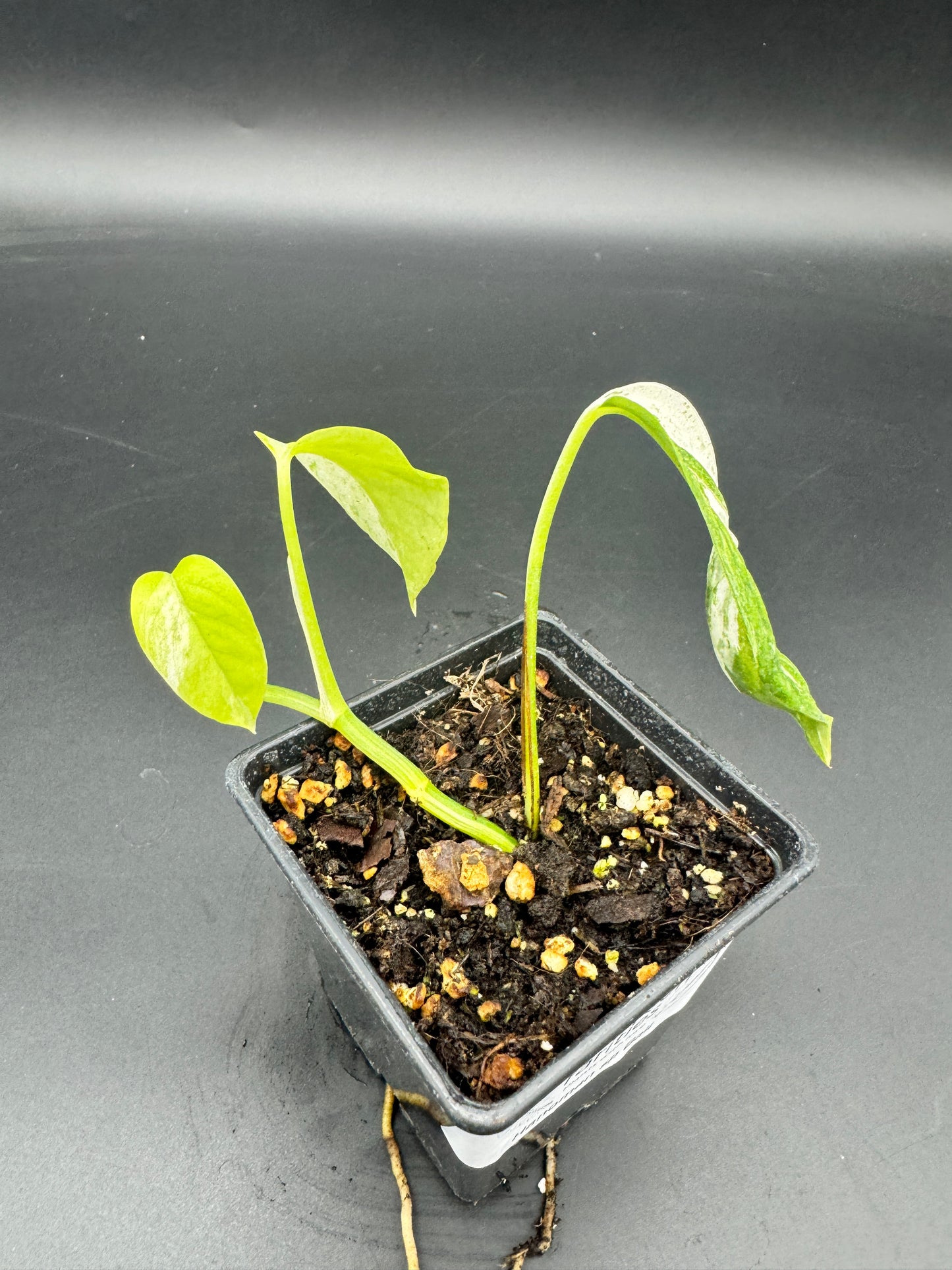 Epipremnum hanoman sp Bali