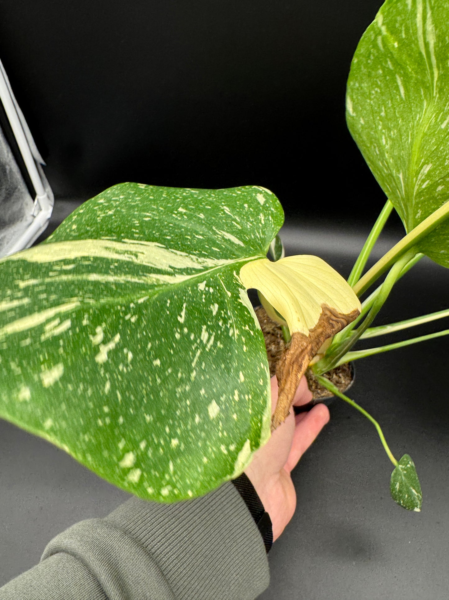 Monstera Thai Constellation 2 Pflanzen im Topf