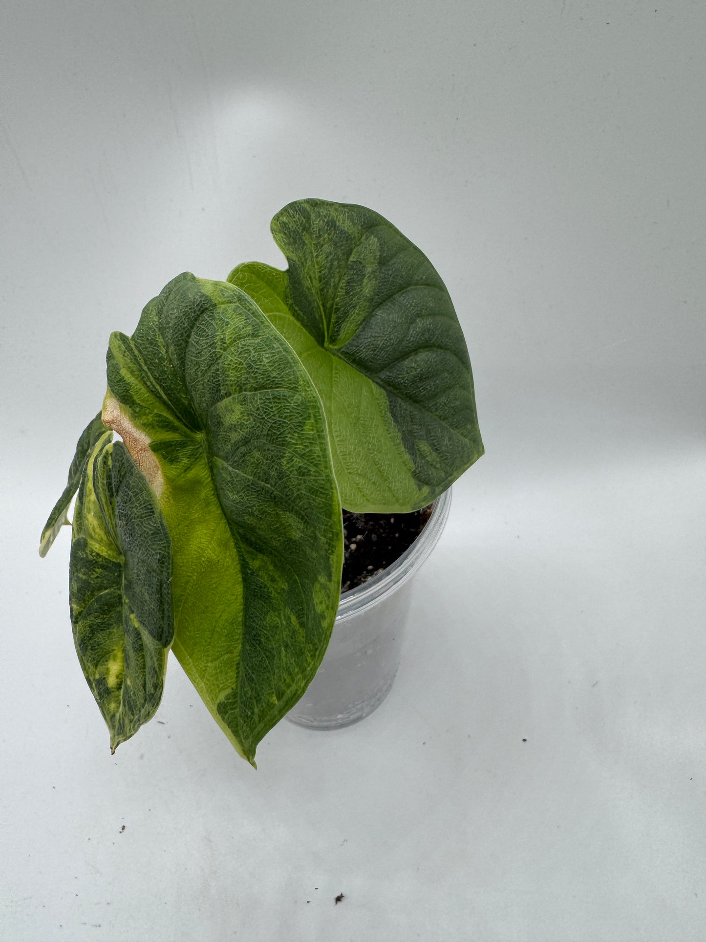 Alocasia melo aurea variegata