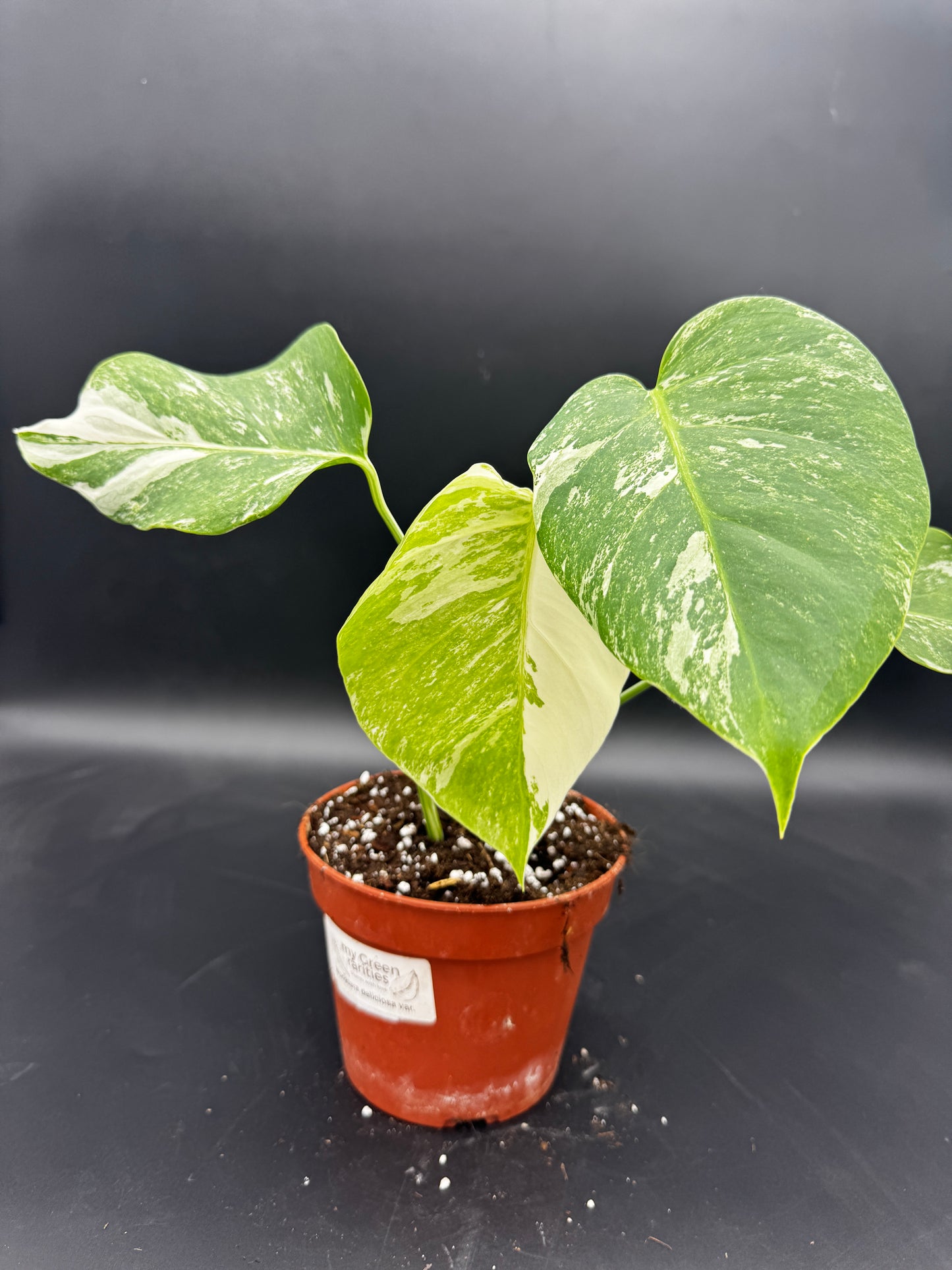 Monstera deliciosa variegata