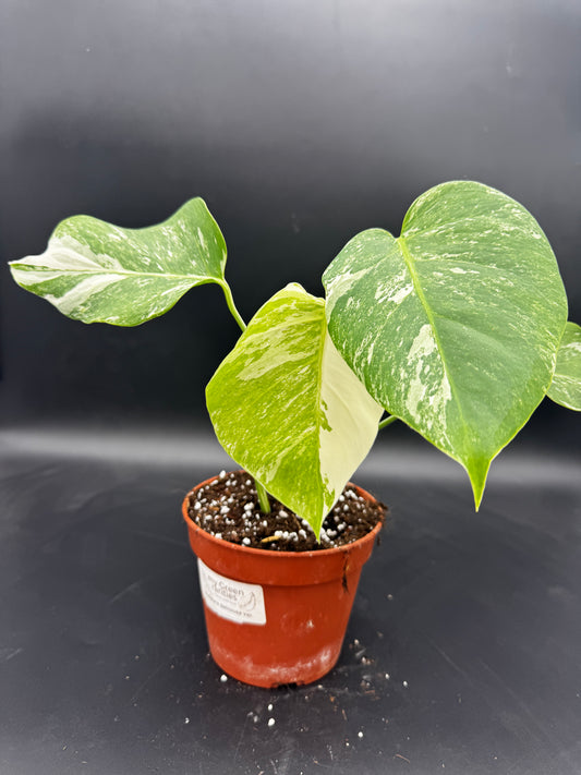 Monstera deliciosa variegata
