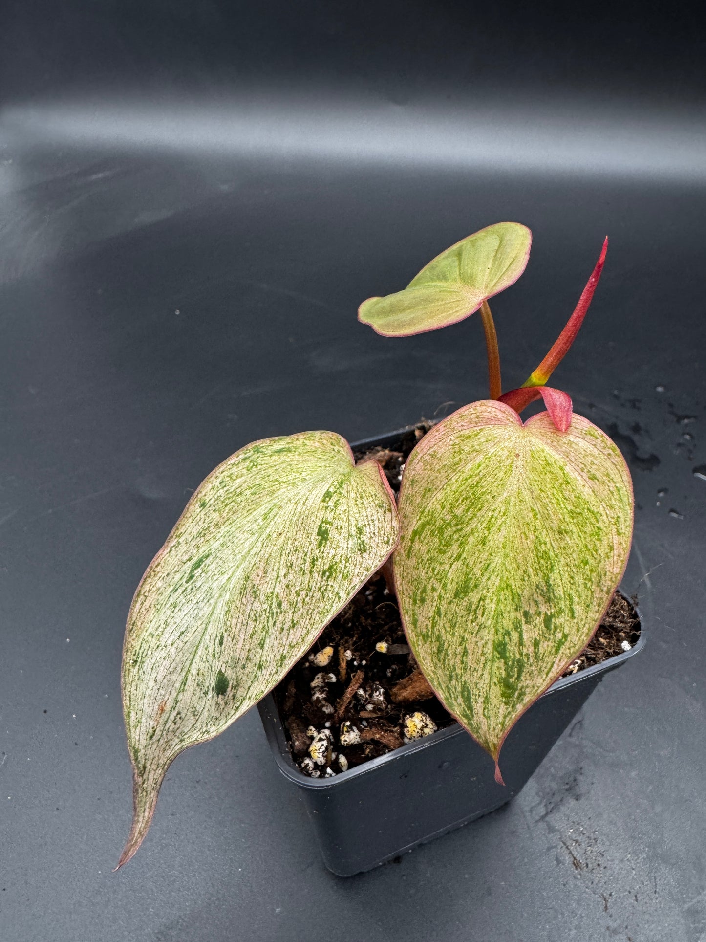 Philodendron micans pink marble variegata