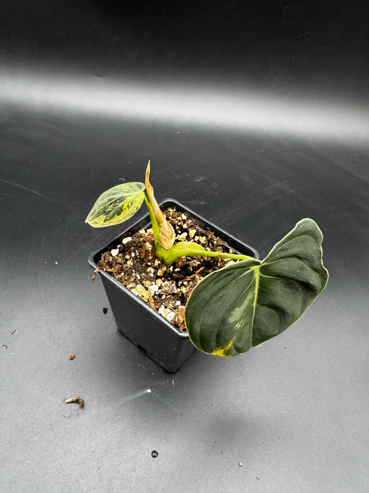 Philodendron melanochrysum variegata