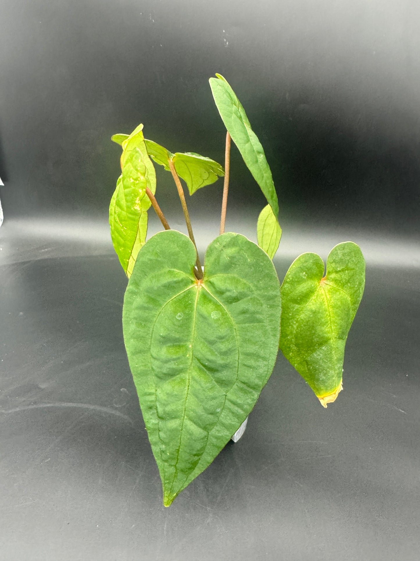 Anthurium Ace of Spades darkform
X Dark Phoenix