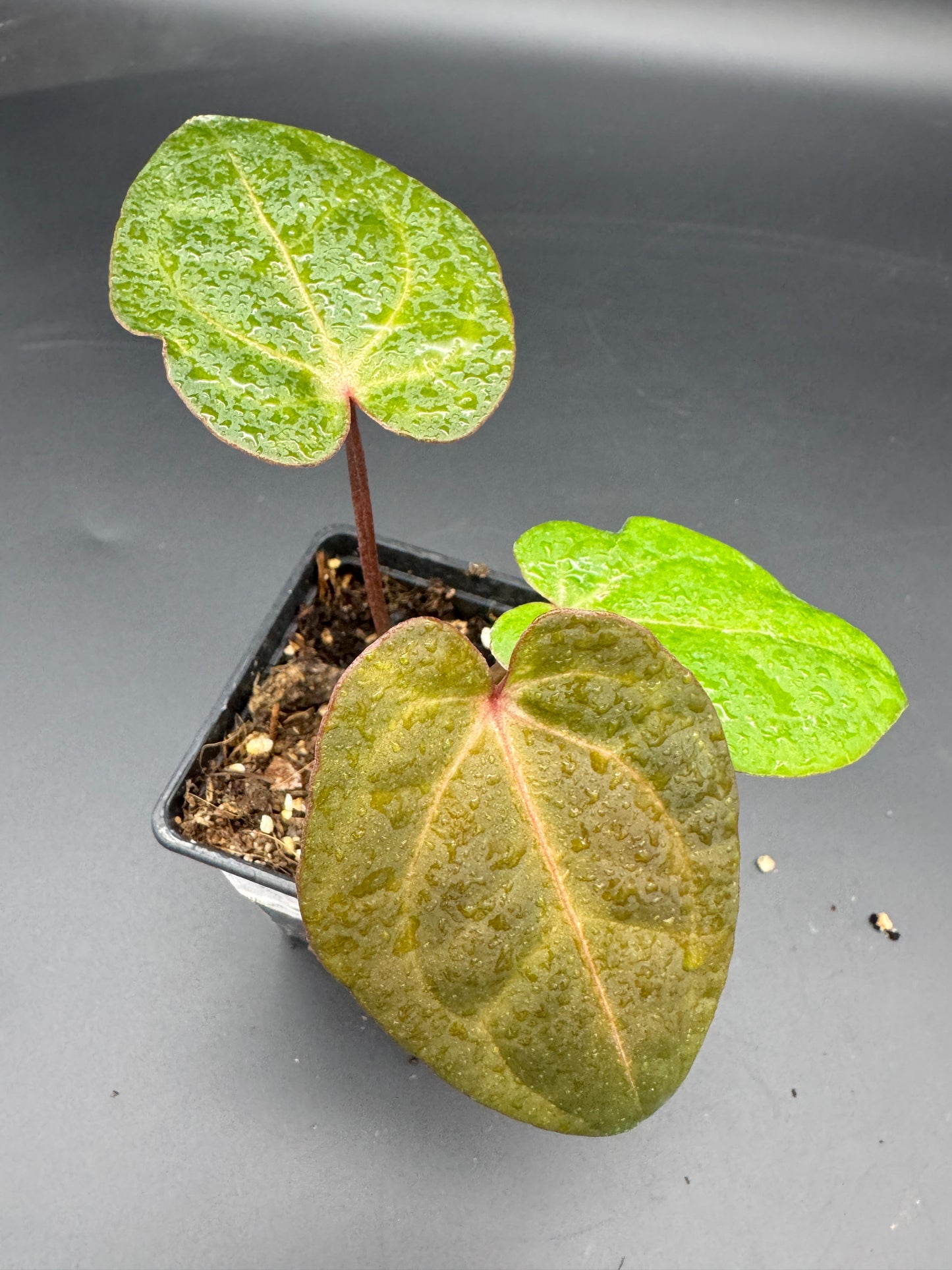 Anthurium RVDP (Red Vein Dark Phoenix) variegata
