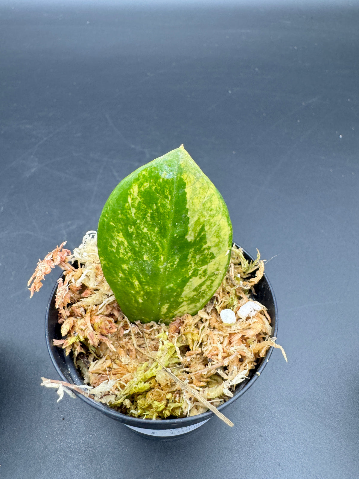 Zamioculcas sp. Kenia Green variegata
