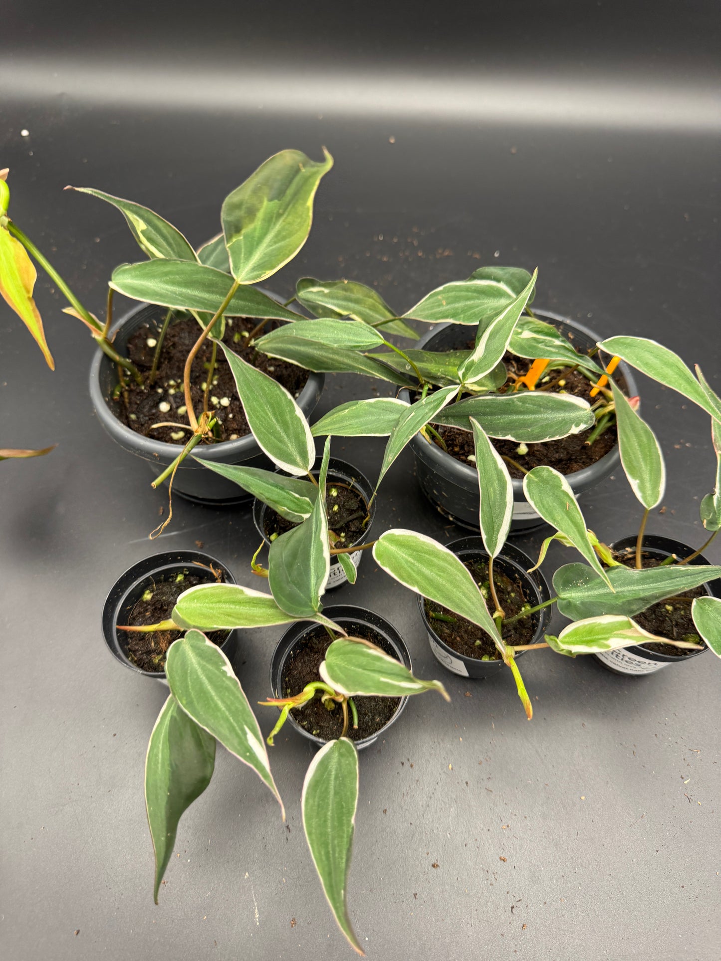 Philodendron micans velvet halo variegata