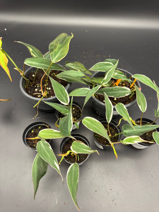 Philodendron micans velvet halo variegata