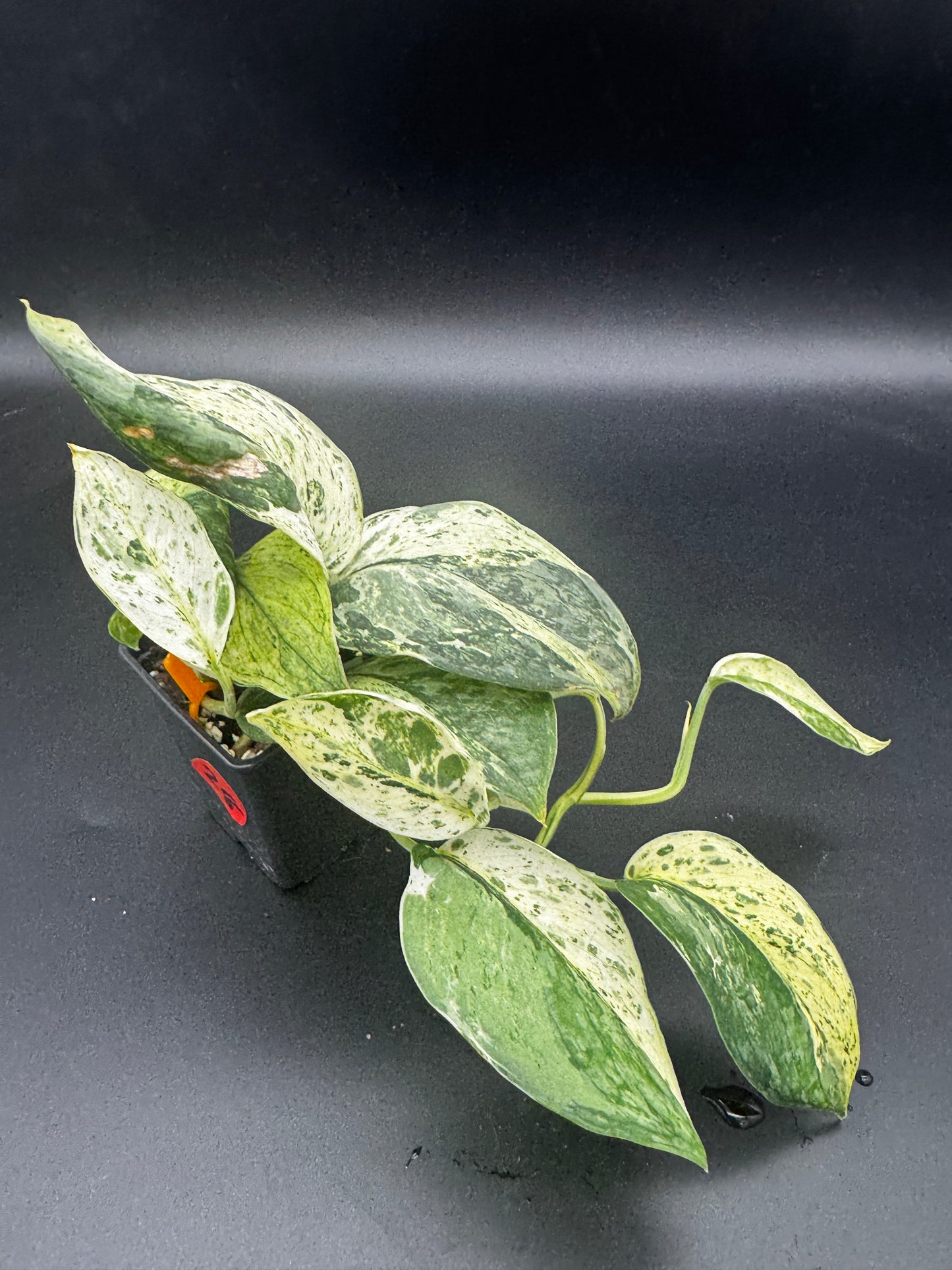 Scindapsus Collector’s Trio