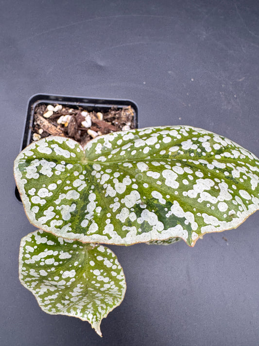 Begonia Snow capped pink variegata