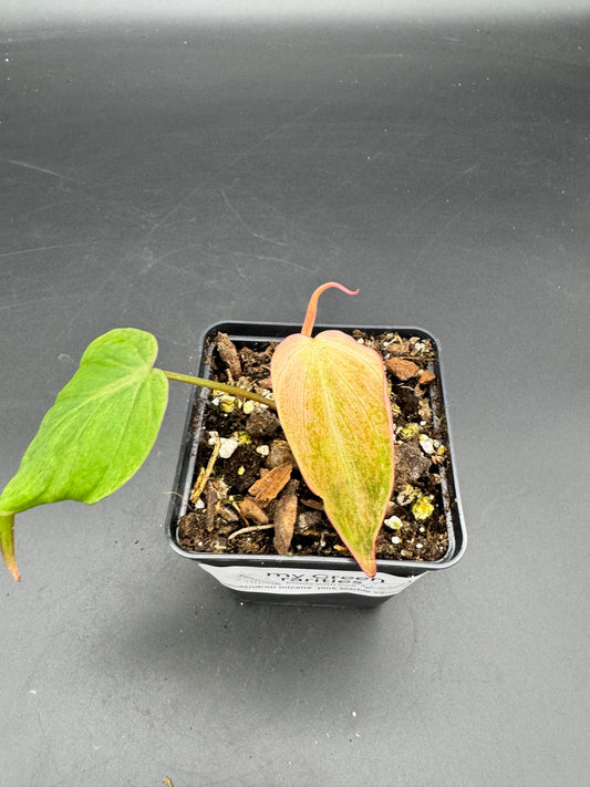 Philodendron micans pink marble variegata