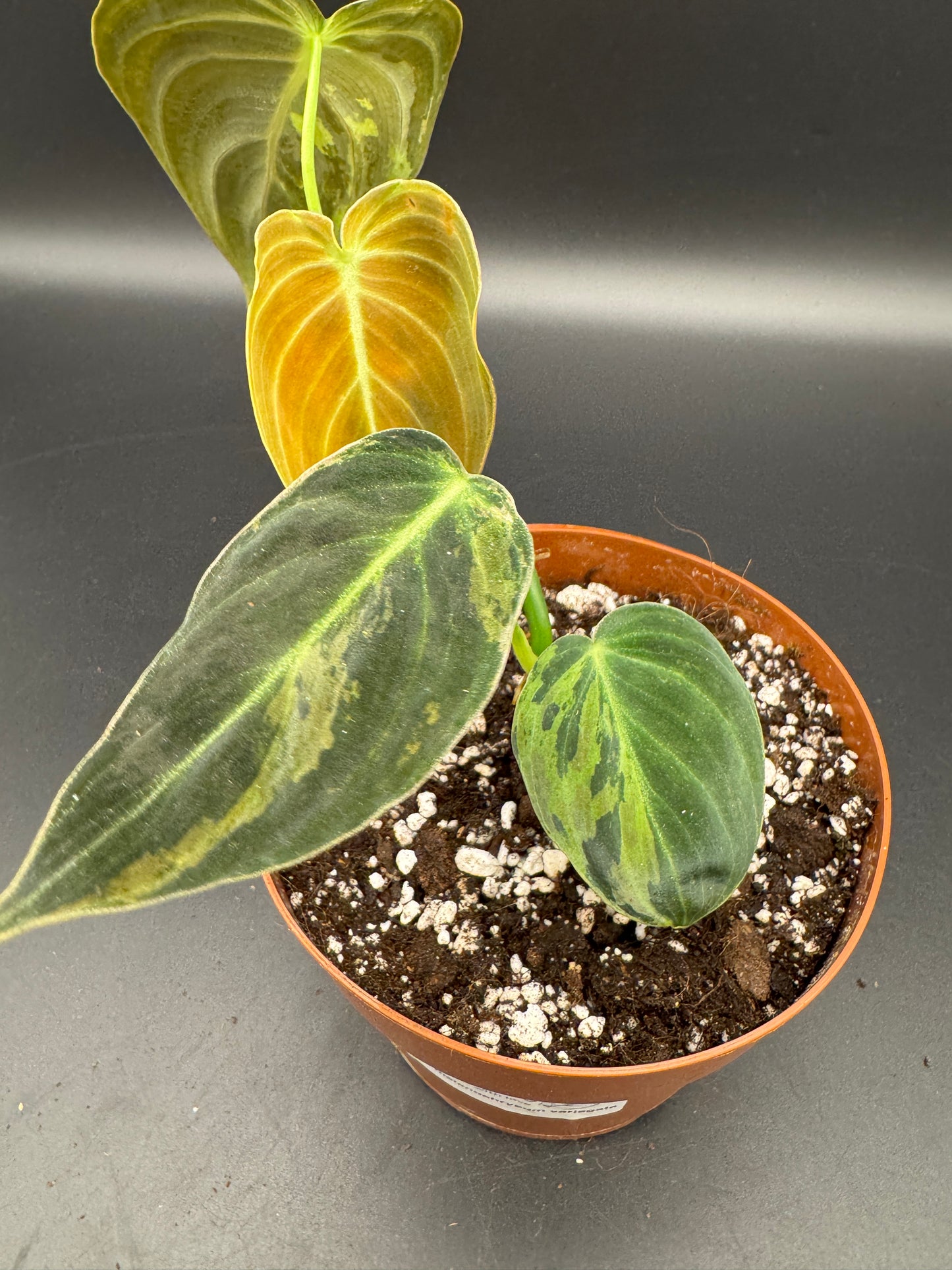 Philodendron melanochrysum variegata
