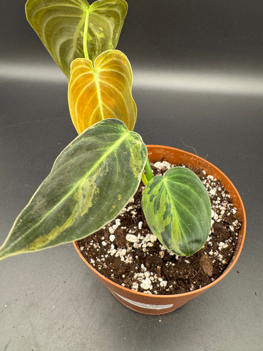 Philodendron melanochrysum variegata