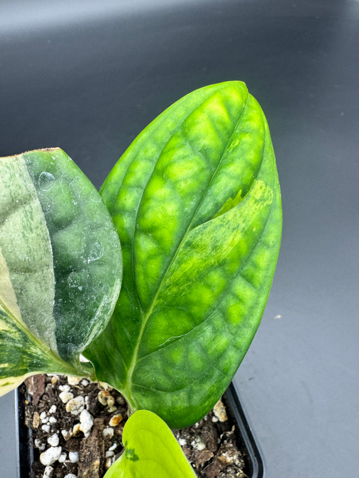 Monstera karstenanium Peru variegata