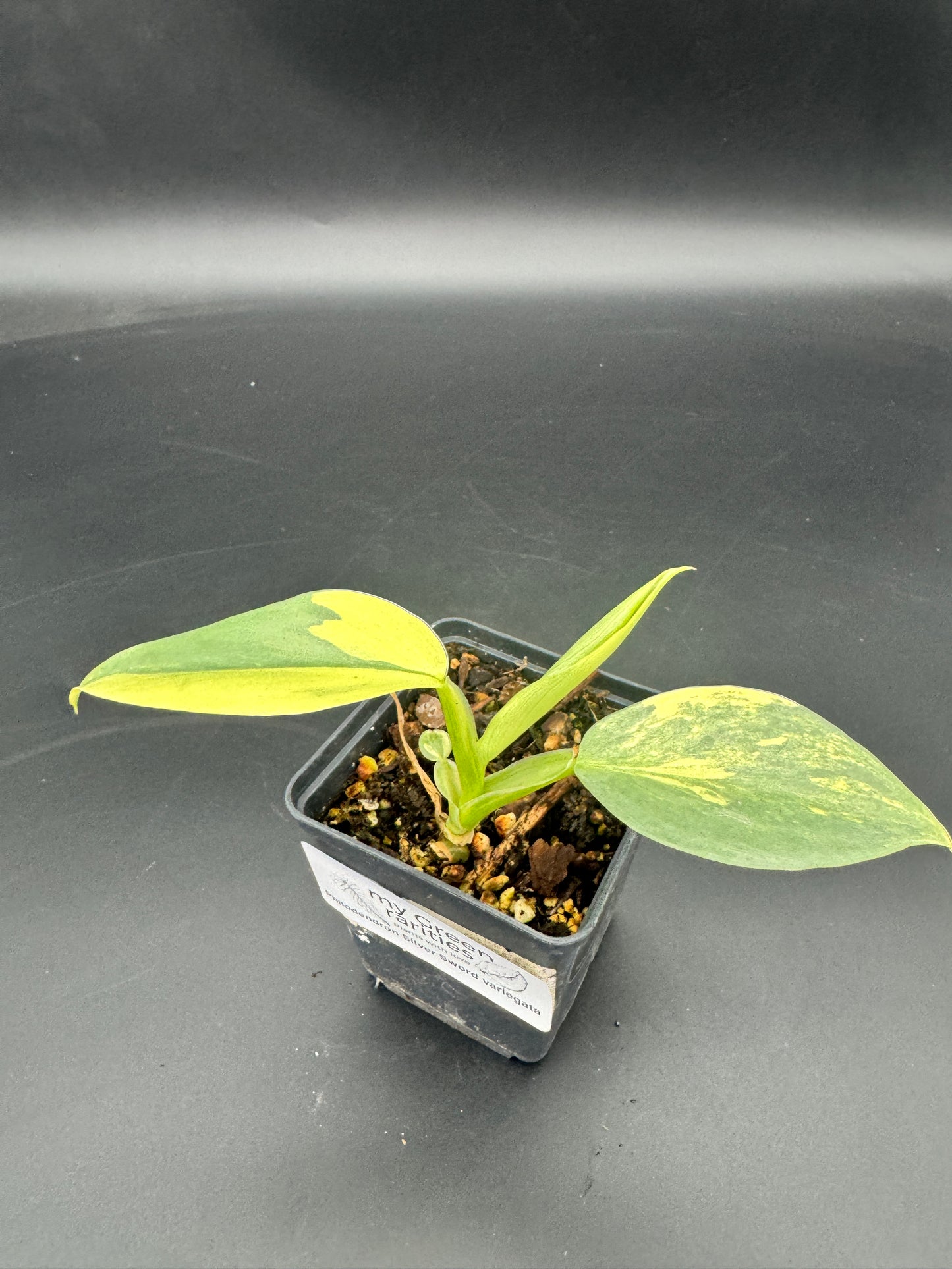Philodendron Silver Sword variegata