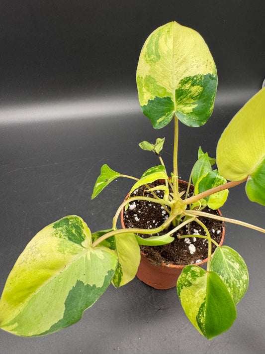 Philodendron burle marx variegata