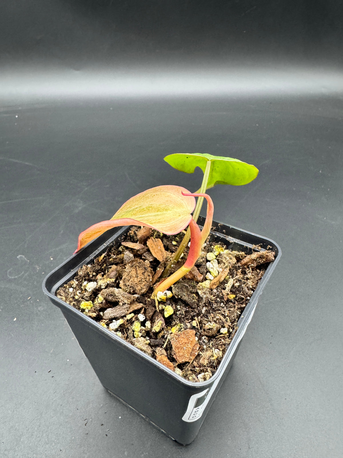 Philodendron micans pink marble variegata