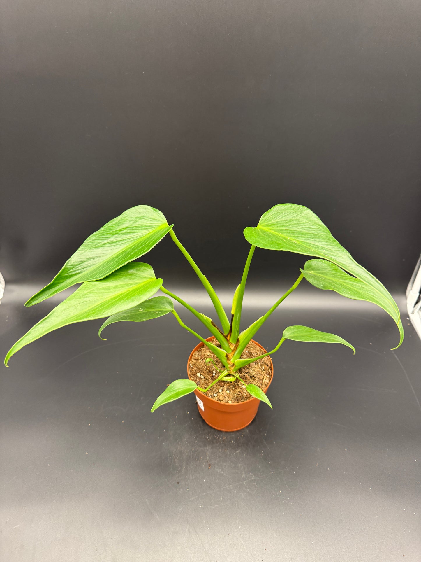 Monstera burle marx Flame