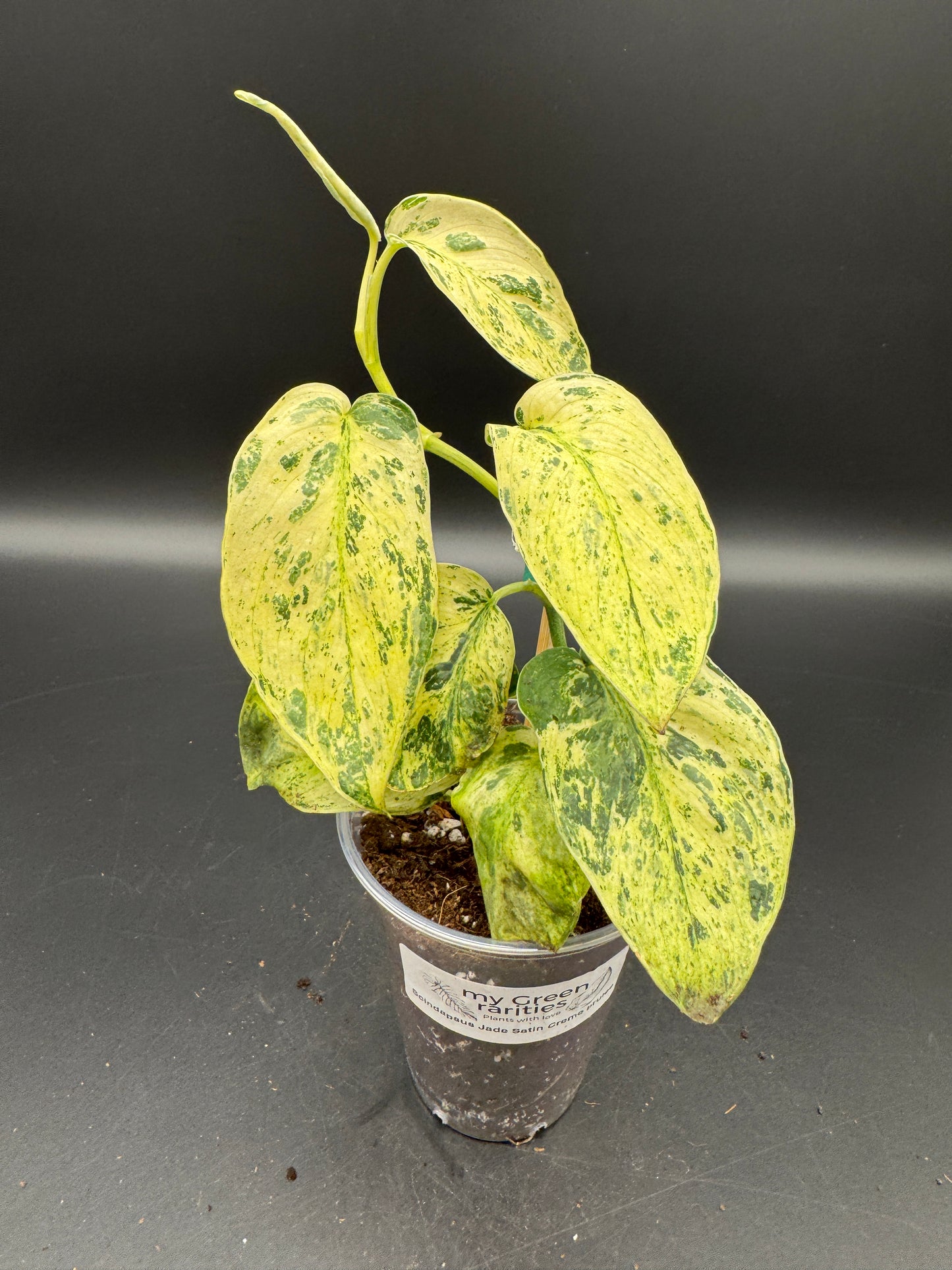 Scindapsus jade Satin Creme brulee
