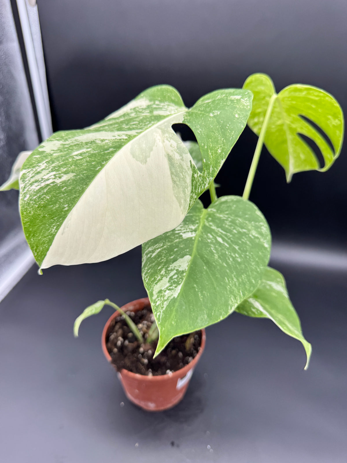 Monstera deliciosa variegata