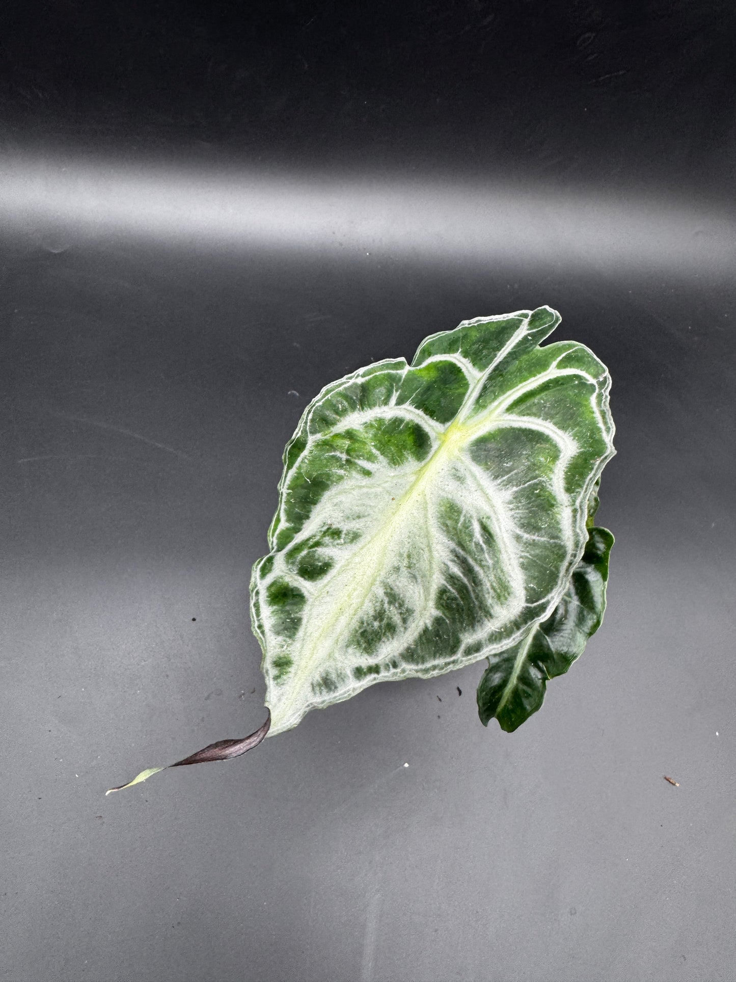Alocasia Venom