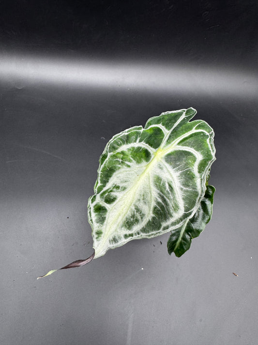 Alocasia Venom