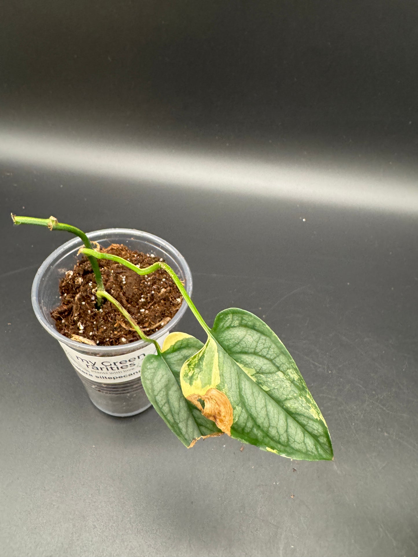 Monstera Siltepecana Aurea Basis